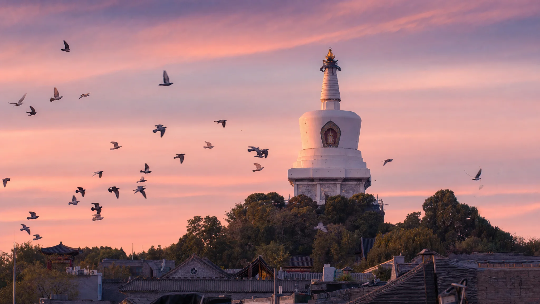 Pigeons crossing a pink sunset around the White Pagoda in Beijing